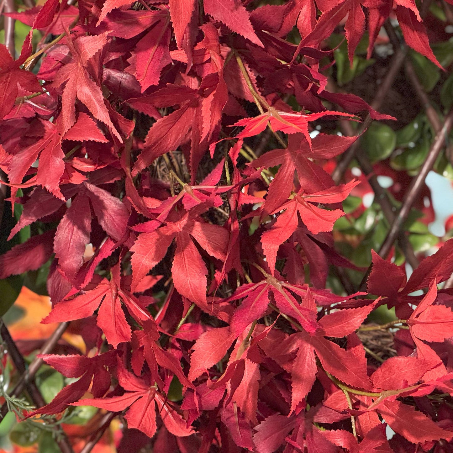Japanese Maple Leaf Wreath - 26 Inch - Red