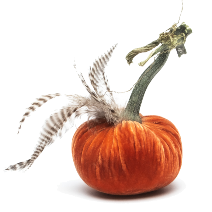 4" Persimmon w/Chinchilla Feather Plume