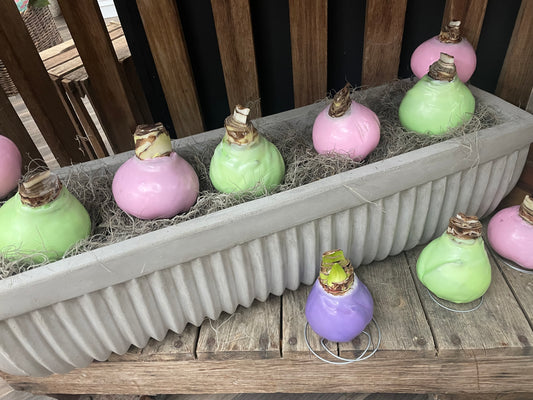 Waxed Amaryllis Bulb