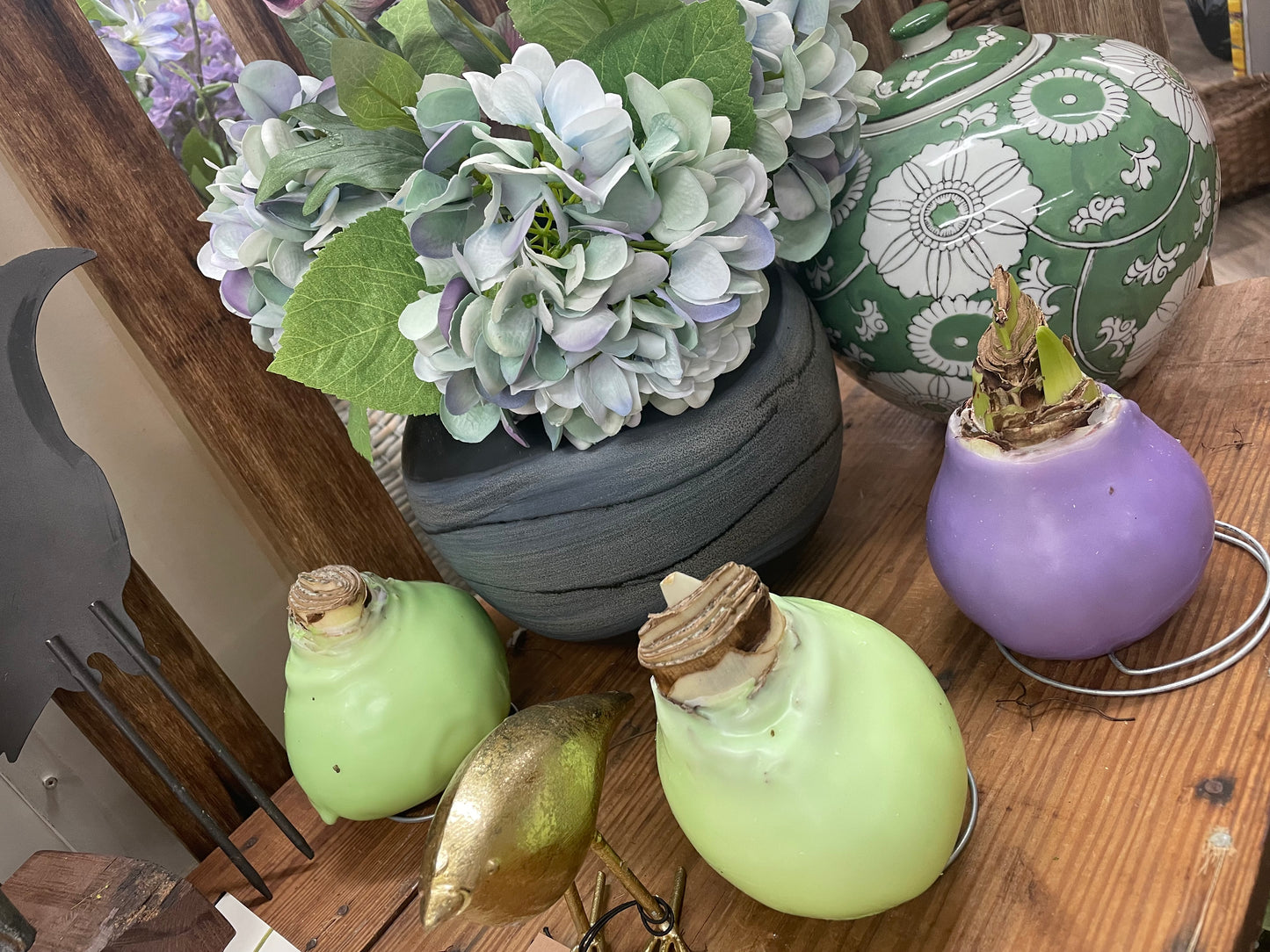 Waxed Amaryllis Bulb