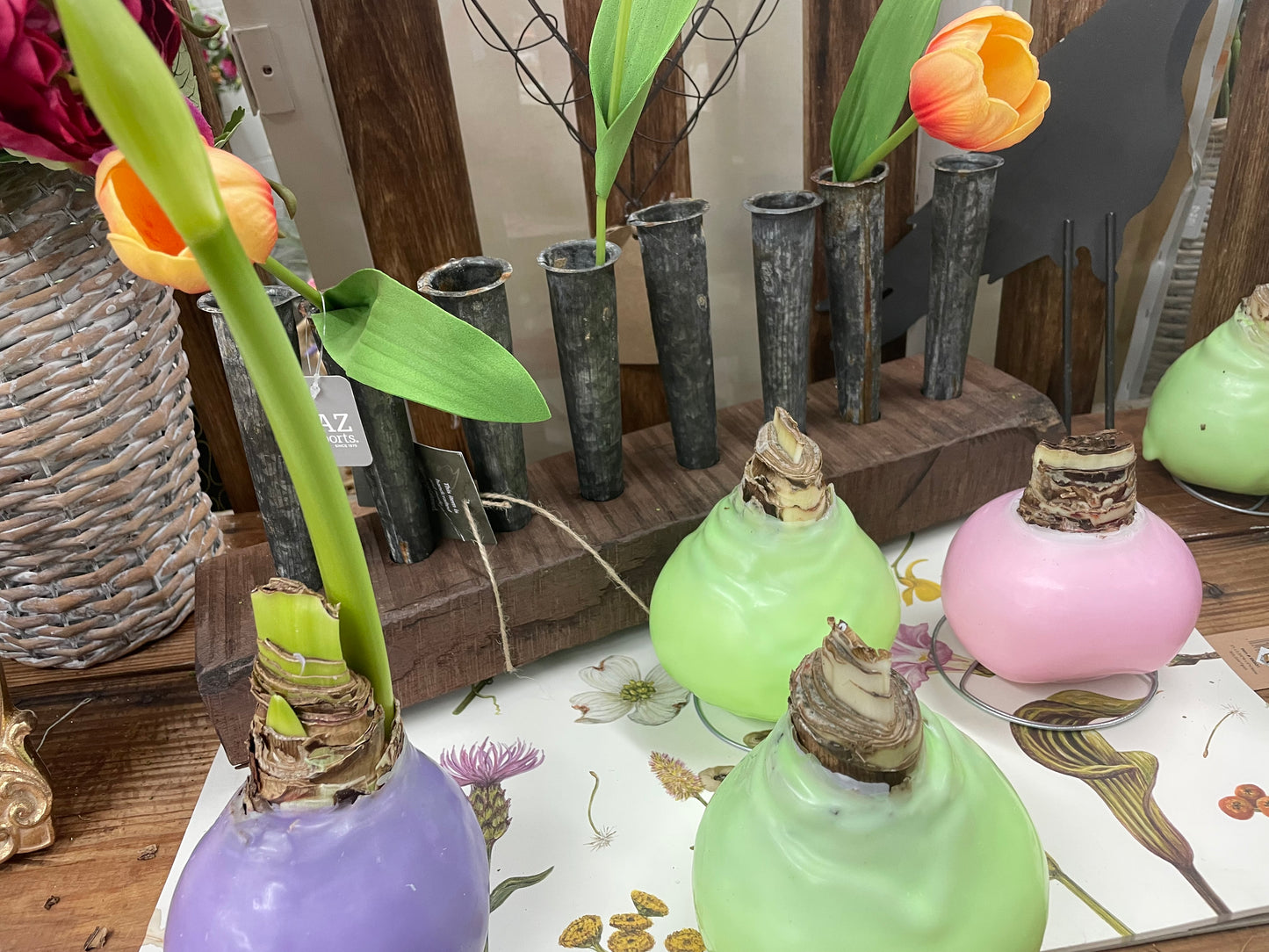 Waxed Amaryllis Bulb